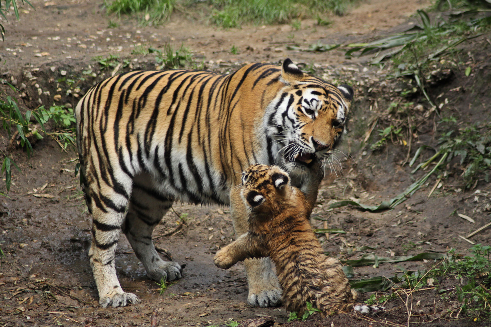 Spielen nach Tiger-Art