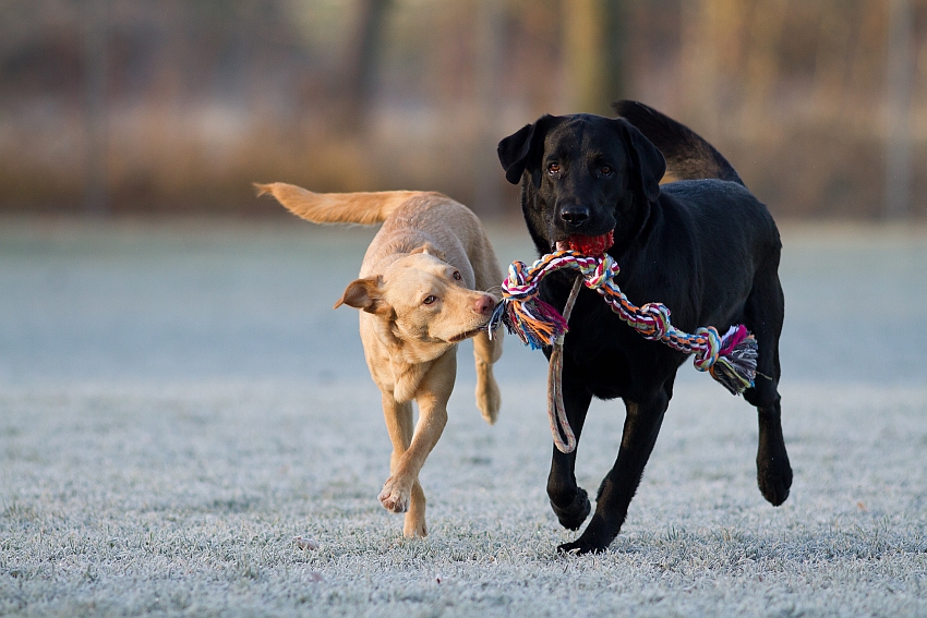 Spielen? SPIELEN!