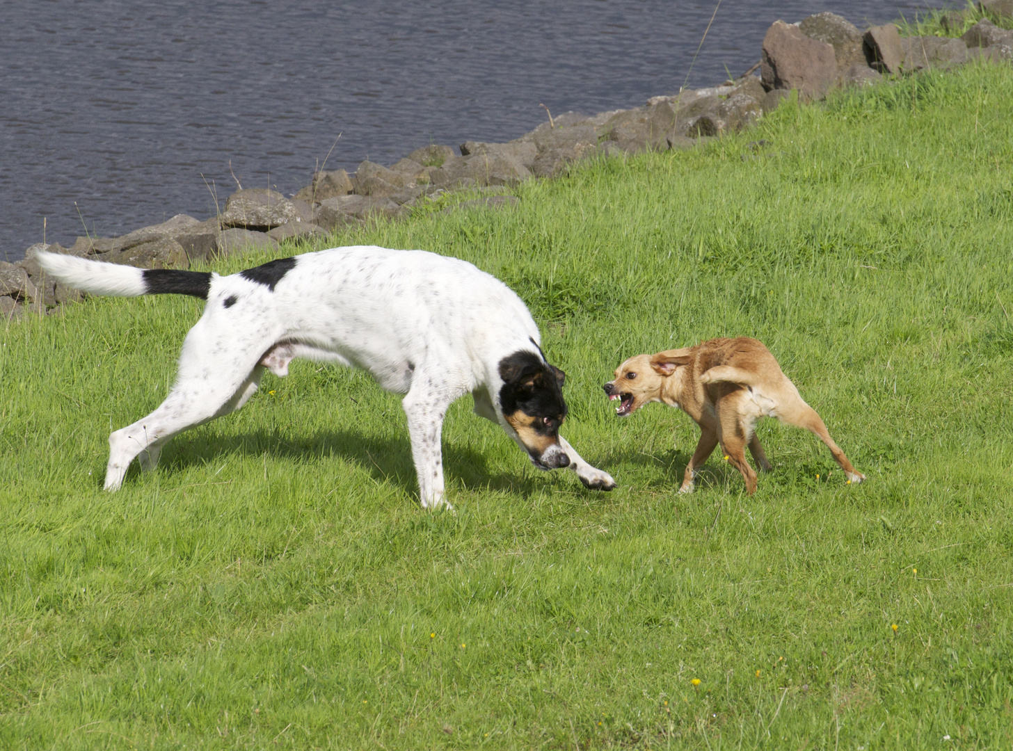 spielend am Elbdeich