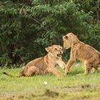 Spielend das Kämpfen lernen