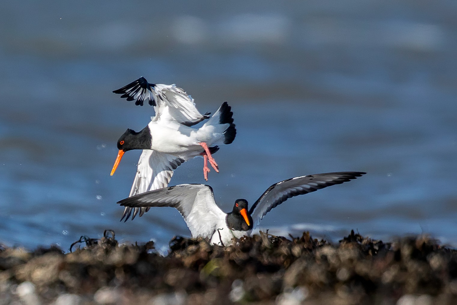 Spielende Austernfischer (Haematopus ostralegus)