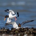 Spielende Austernfischer (Haematopus ostralegus)