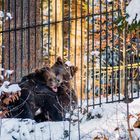 Spielende Bärenkinder - Tiere151