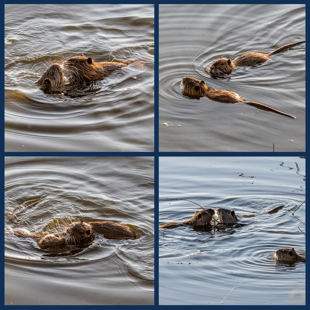Spielende BisamKinder Foto & Bild teich, natur, tiere Bilder auf