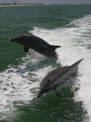 spielende Delfine