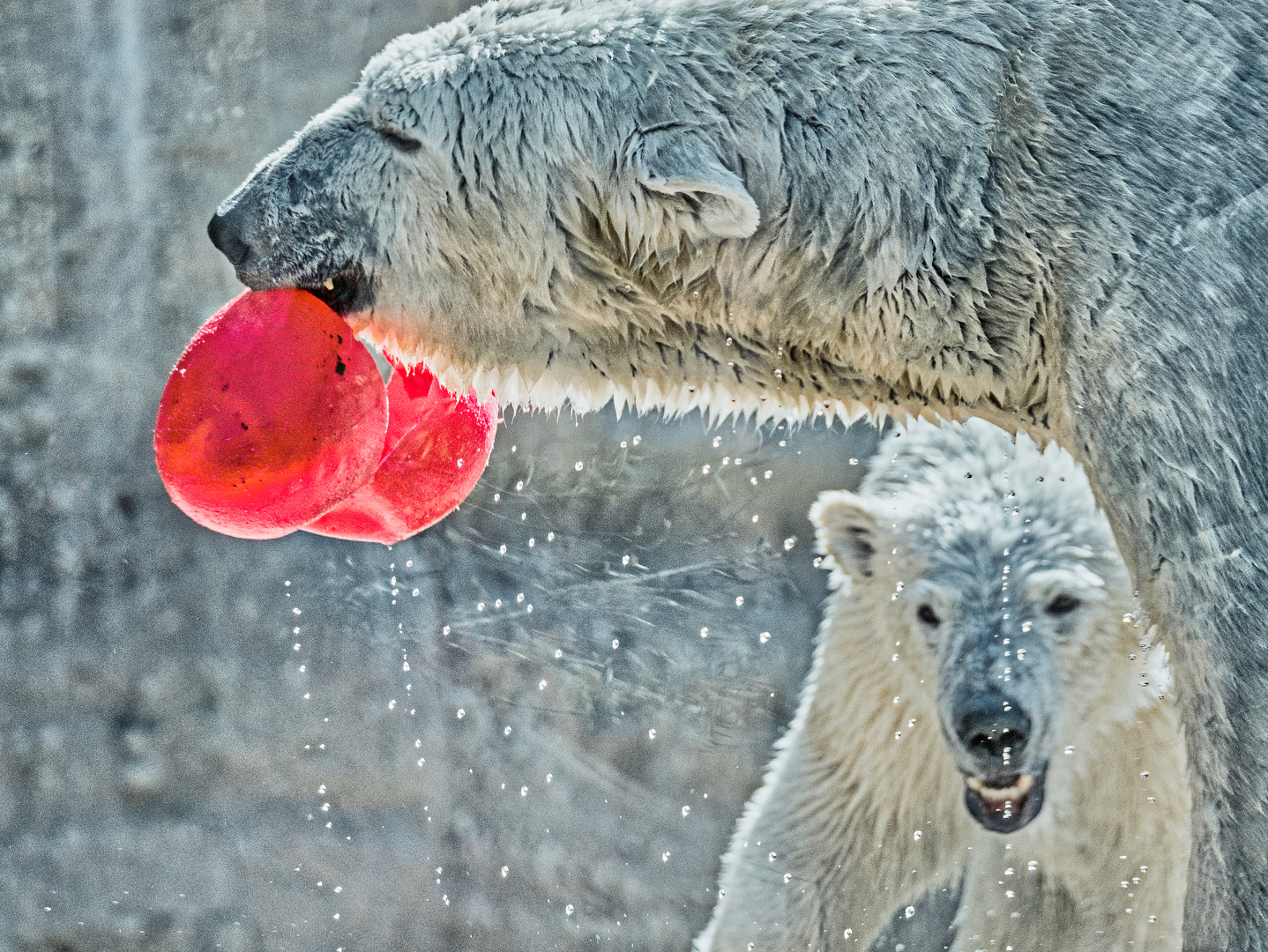 Spielende Eisbären