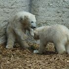 Spielende Eisbärenbabys