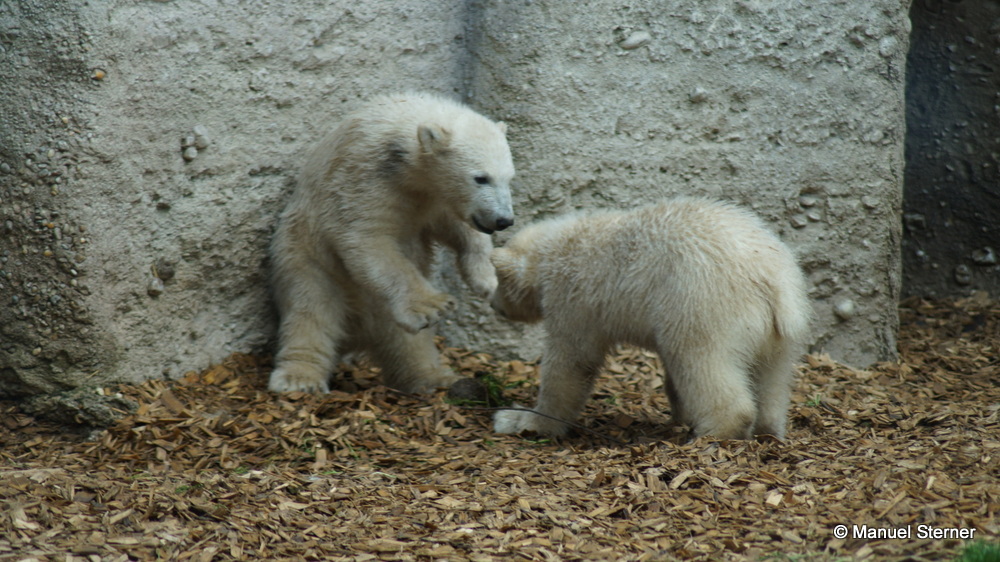 Spielende Eisbärenbabys