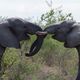 Spielende Elefanten