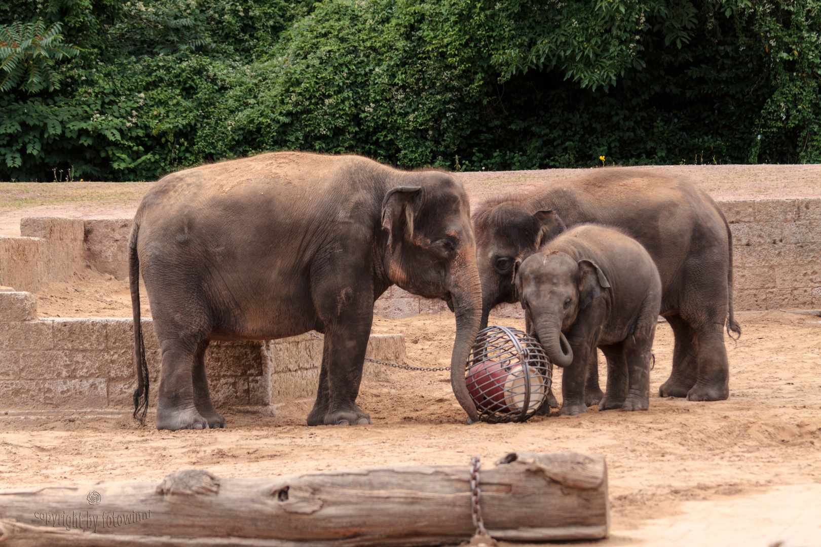 spielende Elefanten - Zoo Hannover