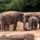spielende Elefanten - Zoo Hannover