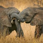 Spielende Elefantenkinder