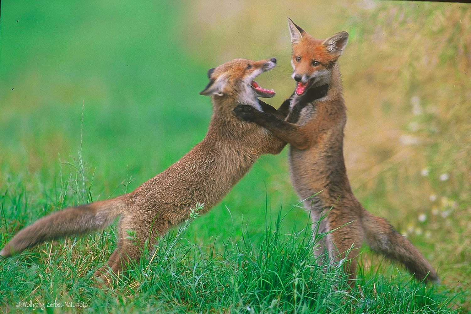 --- Spielende Füchse --- ( Vulpes vulpes )