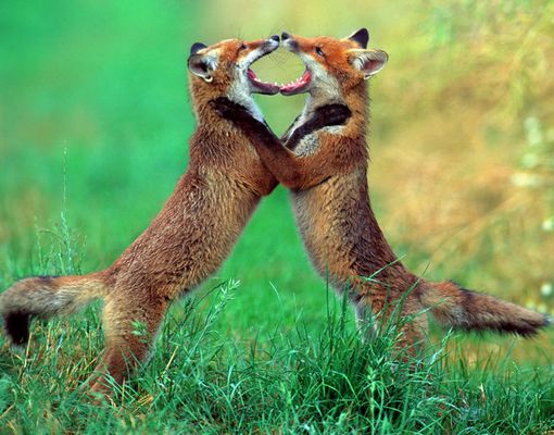 -Spielende Füchse - ( Vulpes vulpes ) Dia-Scan