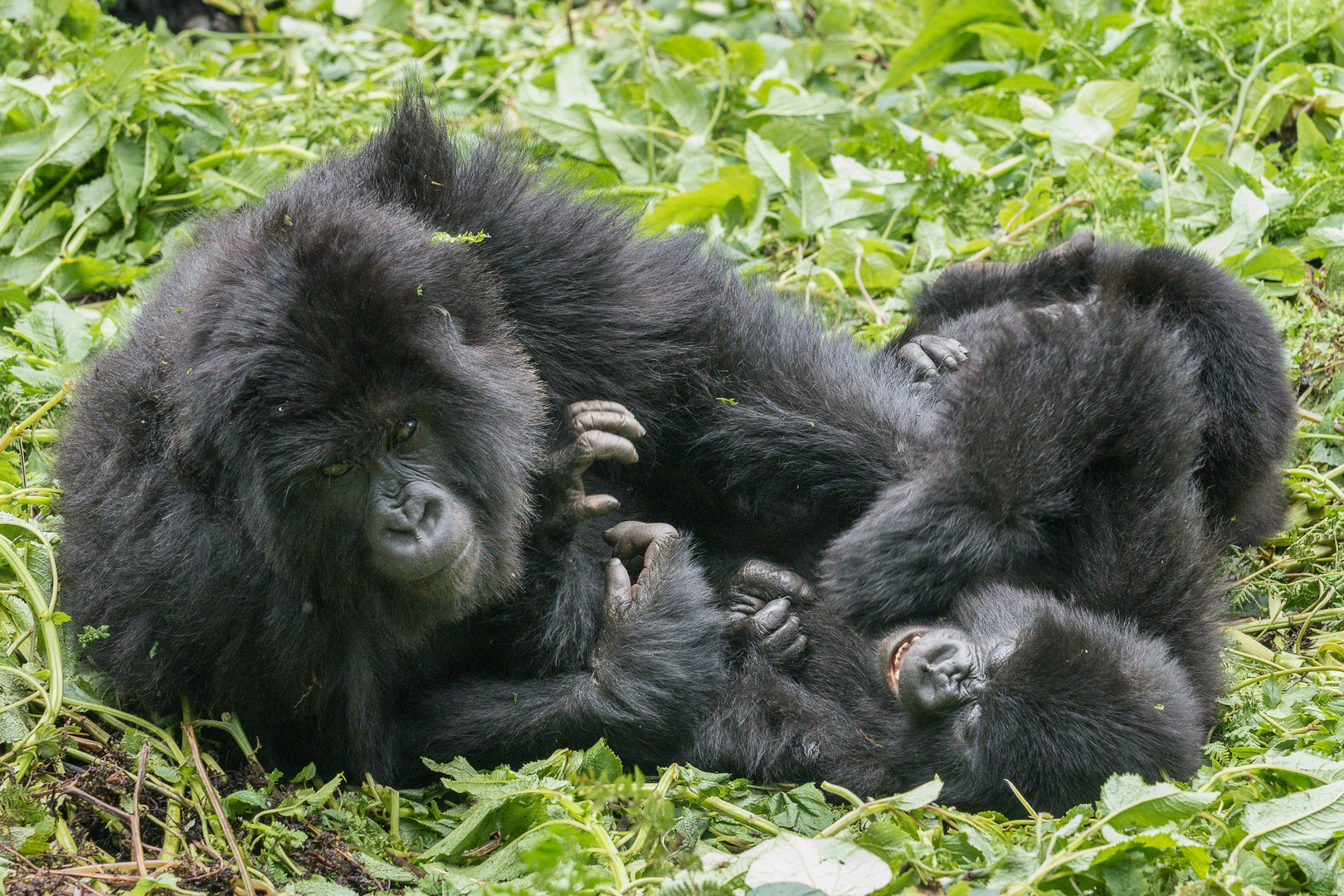 Spielende Gorillas der Susa-Gruppe