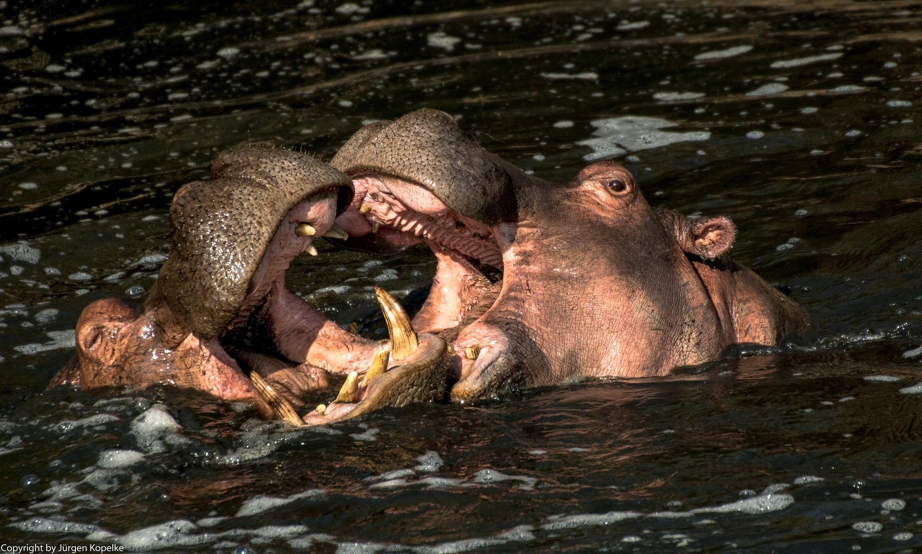 Spielende Hippo's in der Serengeti