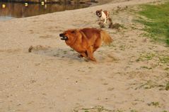 Spielende Hund 1 (Twiske, Niederländen)