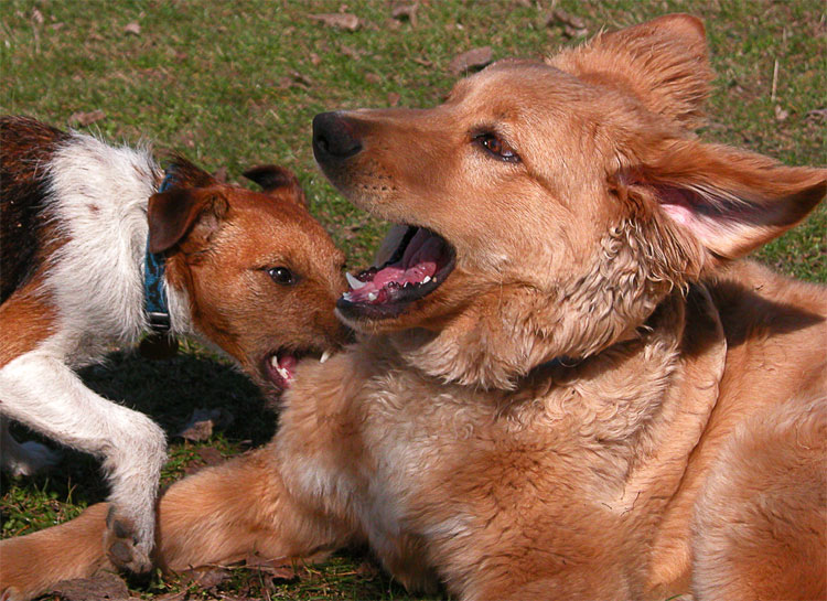 Spielende Hunde