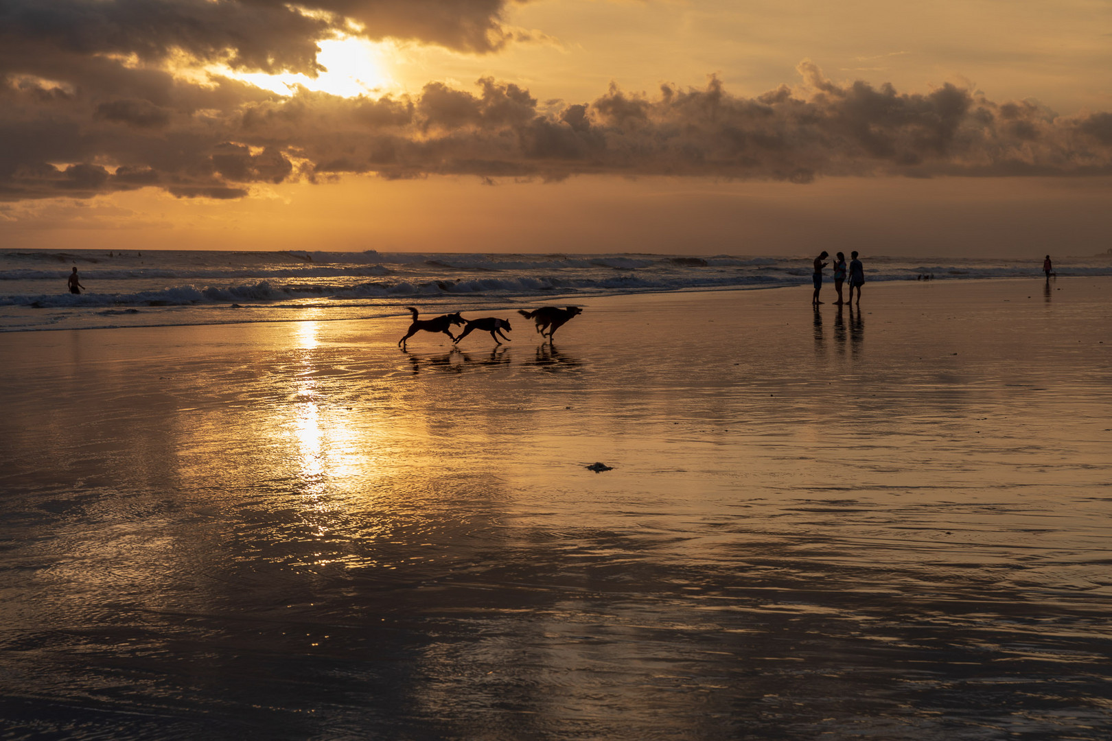 Spielende Hunde