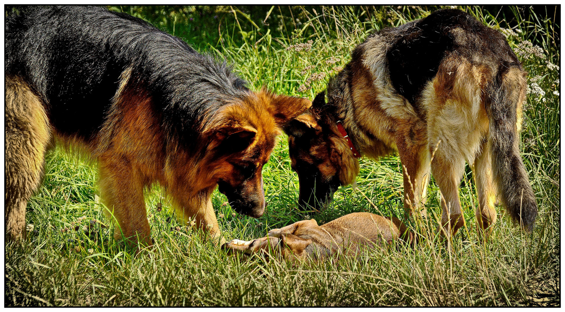 Spielende Hunde