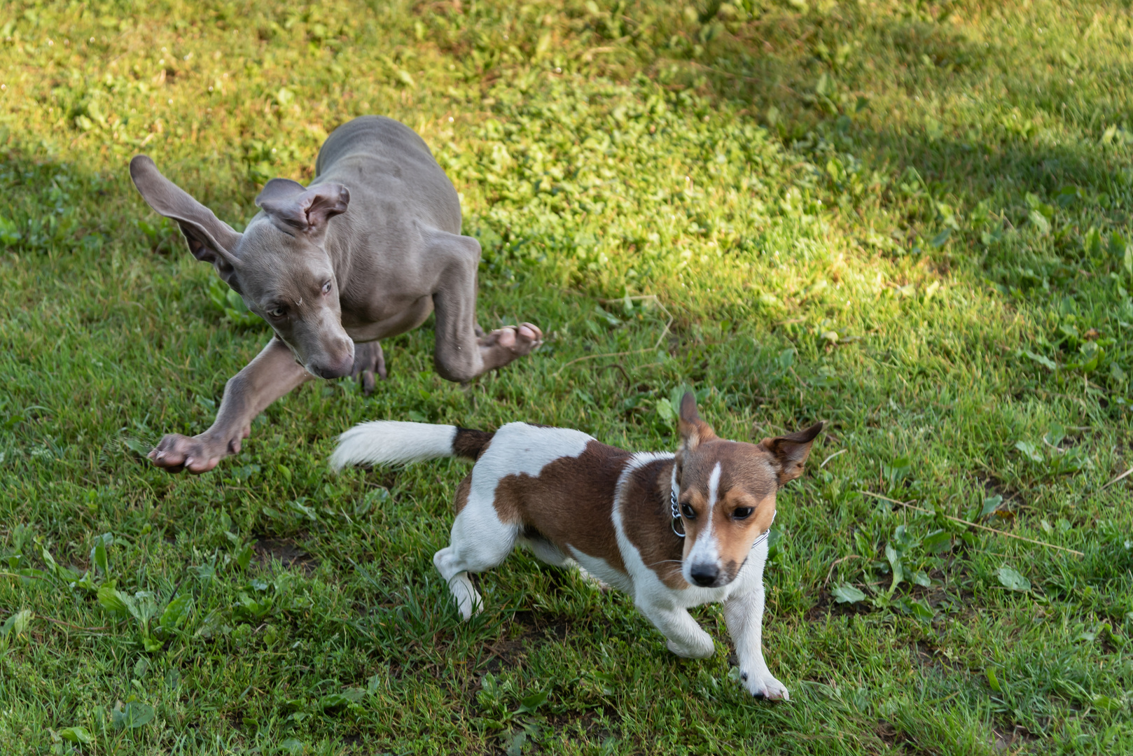 Spielende Hunde