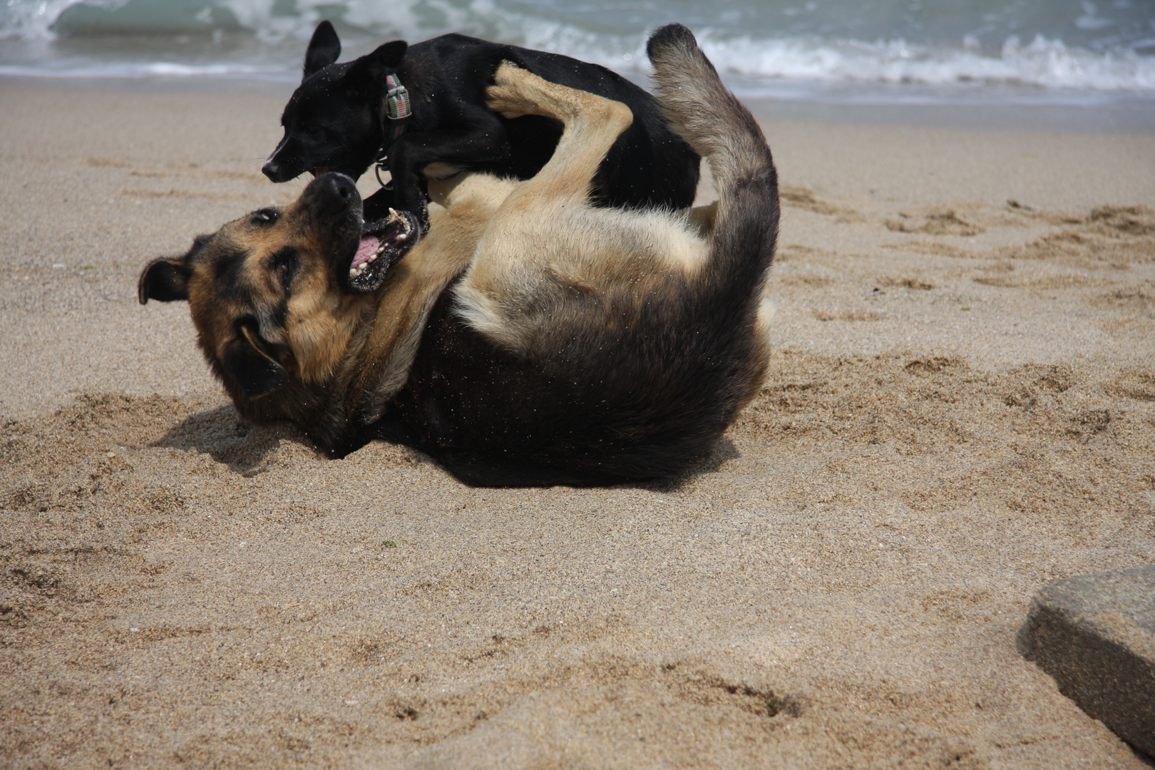 Spielende Hunde