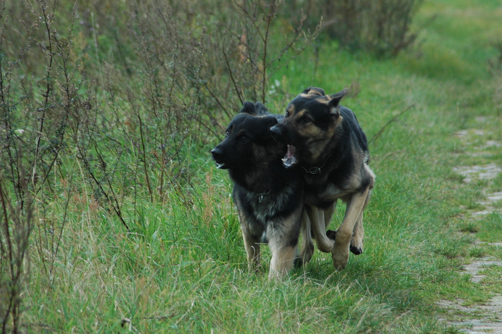 Spielende Hunde