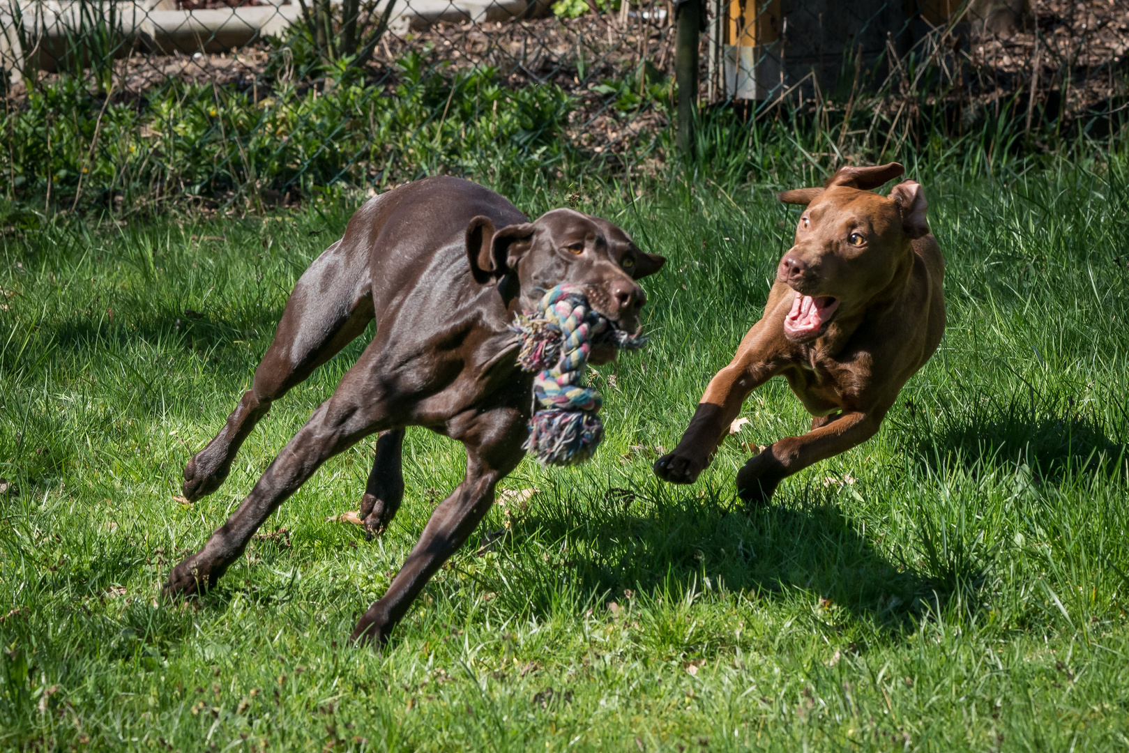 Spielende Hunde