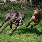 Spielende Hunde