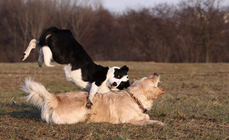 spielende Hunde