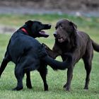 spielende Hunde