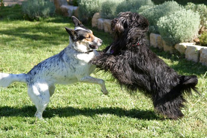 spielende Hunde