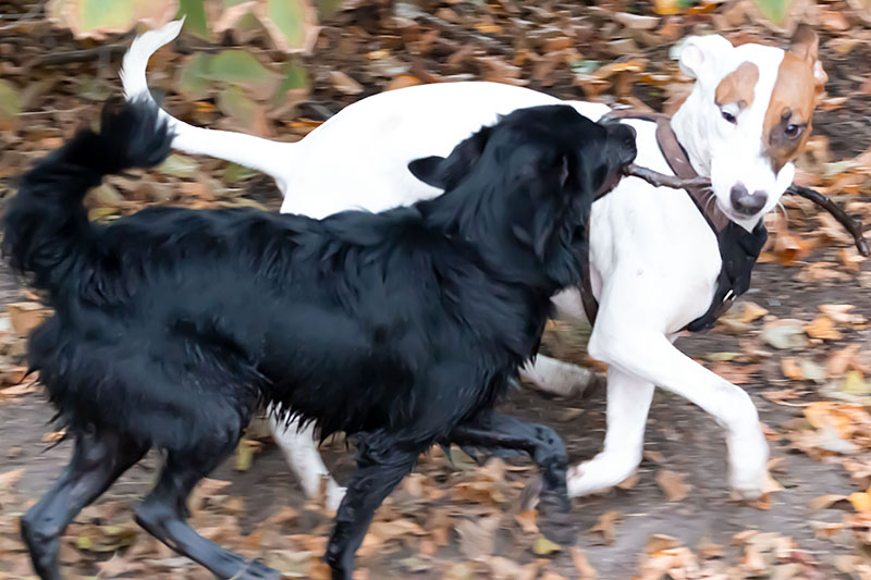 Spielende Hunde