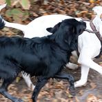 Spielende Hunde