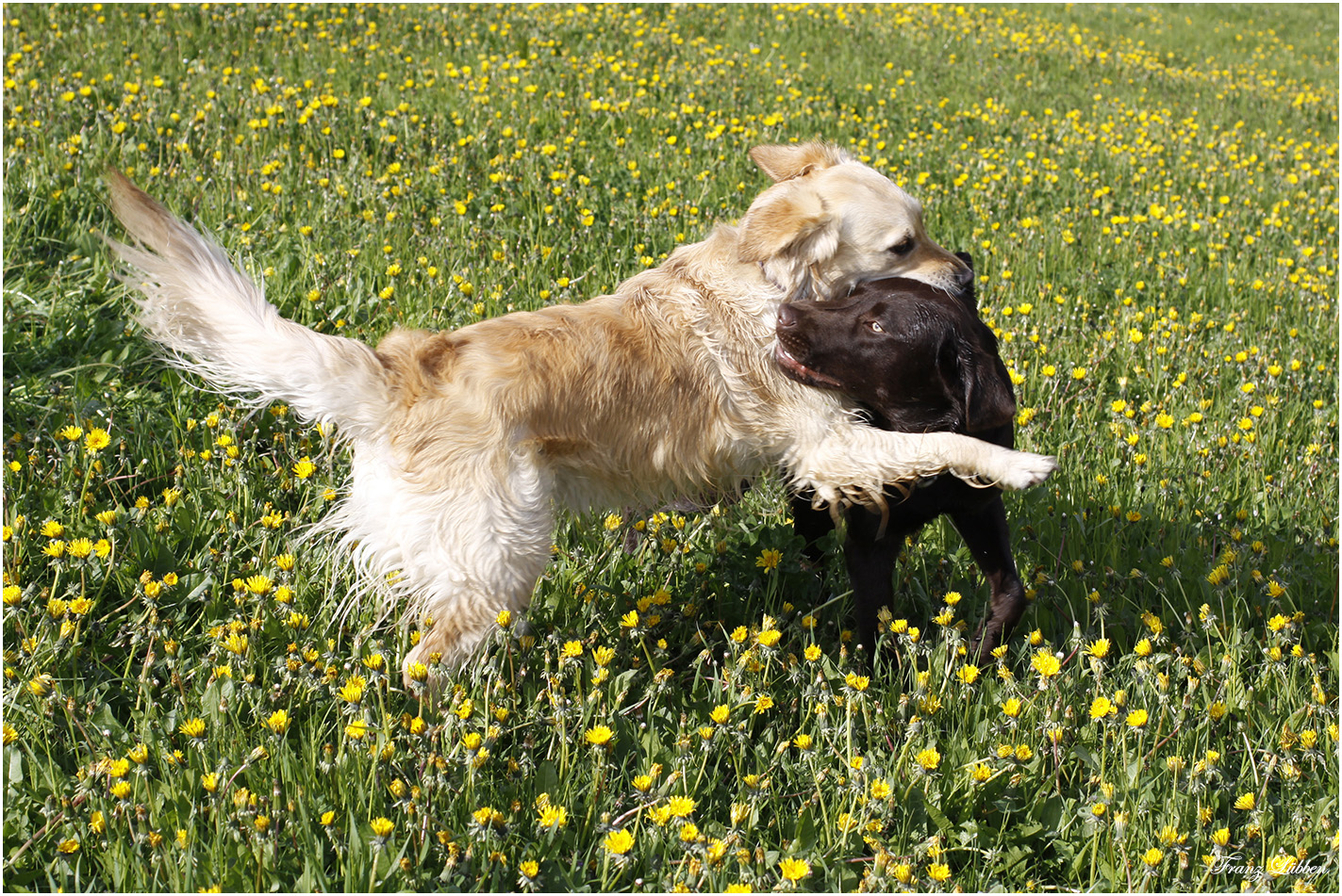 Spielende Hunde am Deich Foto & Bild dokumentation, outdoor, wolken