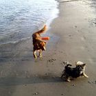 Spielende Hunde am Strand