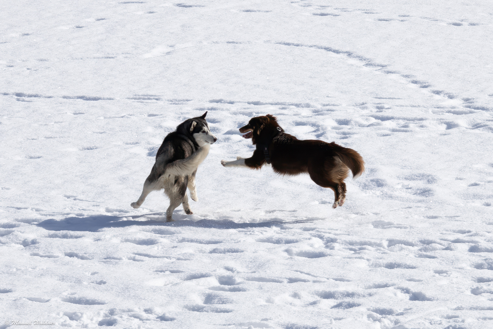 Spielende Hunde auf dem Pragser Wildsee