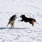 Spielende Hunde auf dem Pragser Wildsee