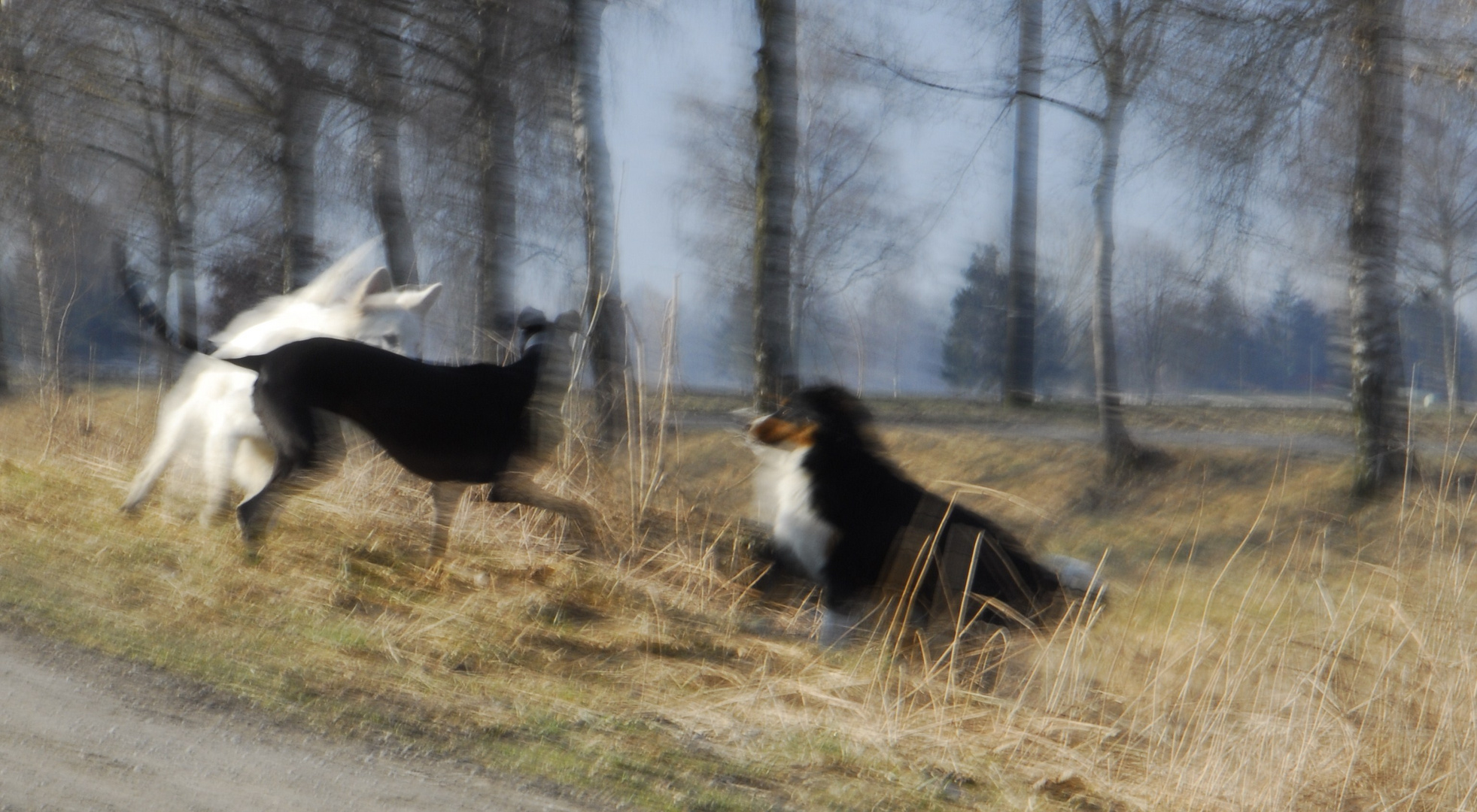 spielende hunde