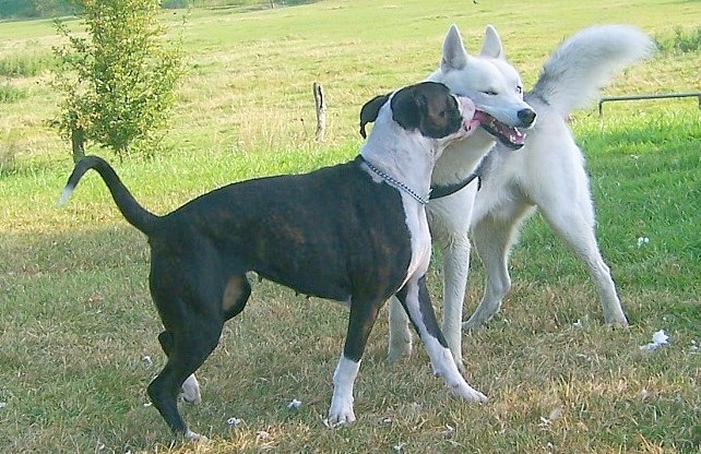 spielende Hunde