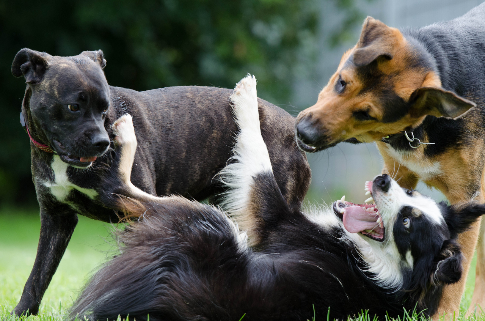 spielende Hunde