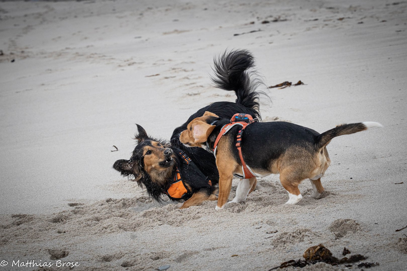 Spielende Hunde