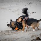 Spielende Hunde