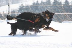 Spielende Hunde im Schnee