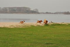 Spielende Hunde (Twiske, Niederländen)