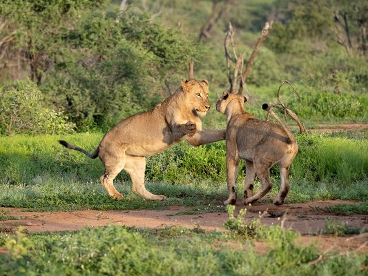Spielende Katzen am Morgen