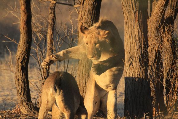 Spielende Löwen in der Kalahari