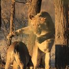 Spielende Löwen in der Kalahari