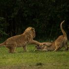 Spielende Löwenbabys