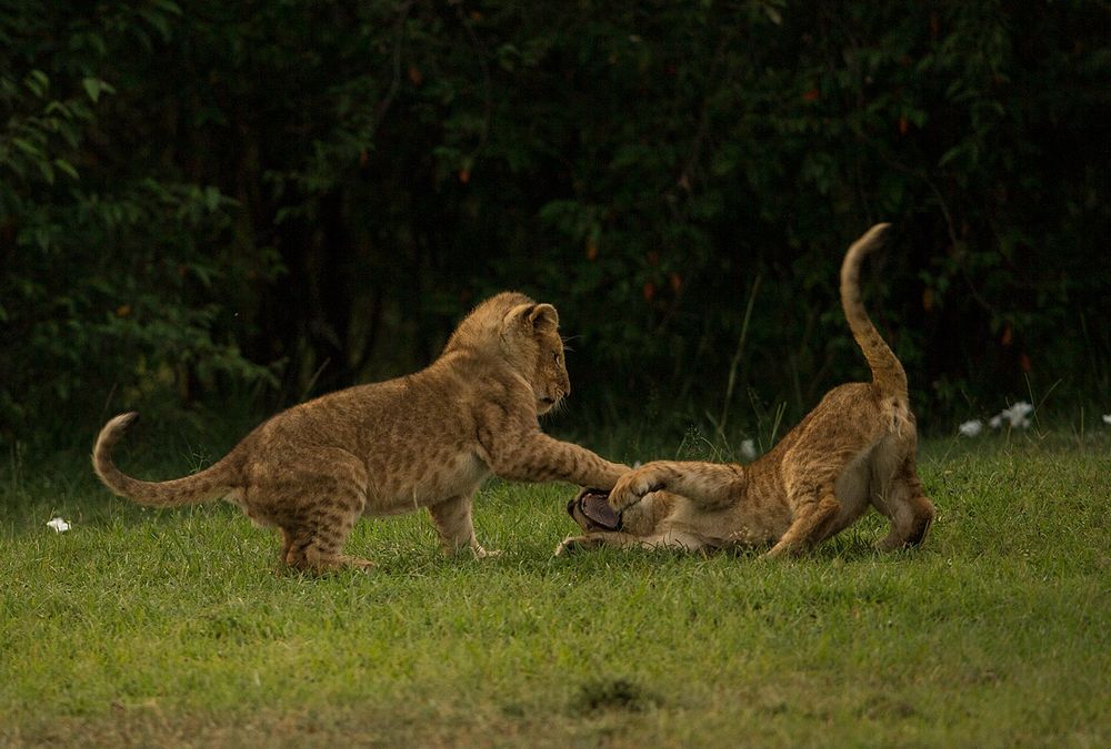 Spielende Löwenbabys